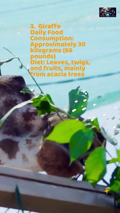 Daily Food Consumption of Plant Eating Beasts