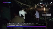 Pohon Trembesi Tumbang Timpa Truk Kontainer di Wongsorejo Banyuwangi, Seperti Ini Kondisi Kendaraan dan Sopirnya