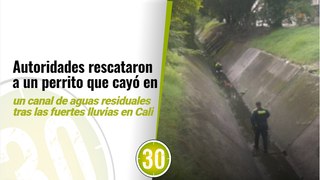 Autoridades rescataron a un perrito que cayó en un canal de aguas residuales tras las fuertes lluvias en Cali