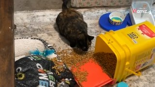 Elle s'étonne que son chat ne finisse pas sa gamelle du matin, et elle comprend vite pourquoi (vidéo)