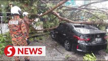 Another tree falls in Taman Kinrara