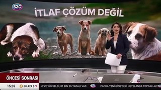 SÖZCÜ TV'de Senem Toluay Ilgaz Sokak Hayvanları ile ilgili o taslağı detaylarını anlattı