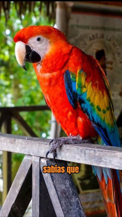 Curiosidades de los Papagayos