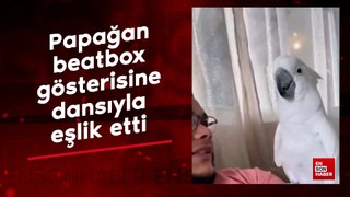 Papağan beatbox gösterisine dansıyla böyle eşlik etti