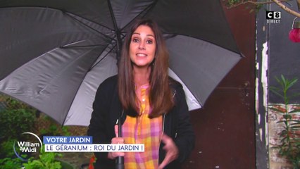 Votre jardin : le géranium, roi du jardin !