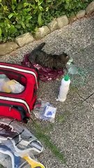 Incendio a Prato, salvato un gattino