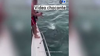 Homem é multado por pular 'de barriga' em baleia orca
