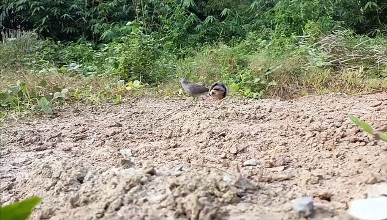 Tekukur