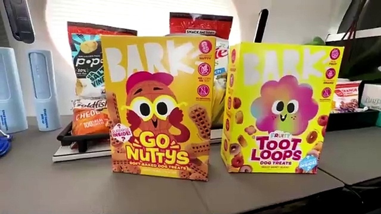 Bark Air : Des Vols de Luxe pour Nos Amis à Quatre Pattes