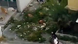 Başıboş köpekler öğrencilere saldırdı! Uyutmanın vakti geldi de geçiyor