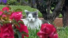 Funny Cats Compilation (Most Popular) Part 1