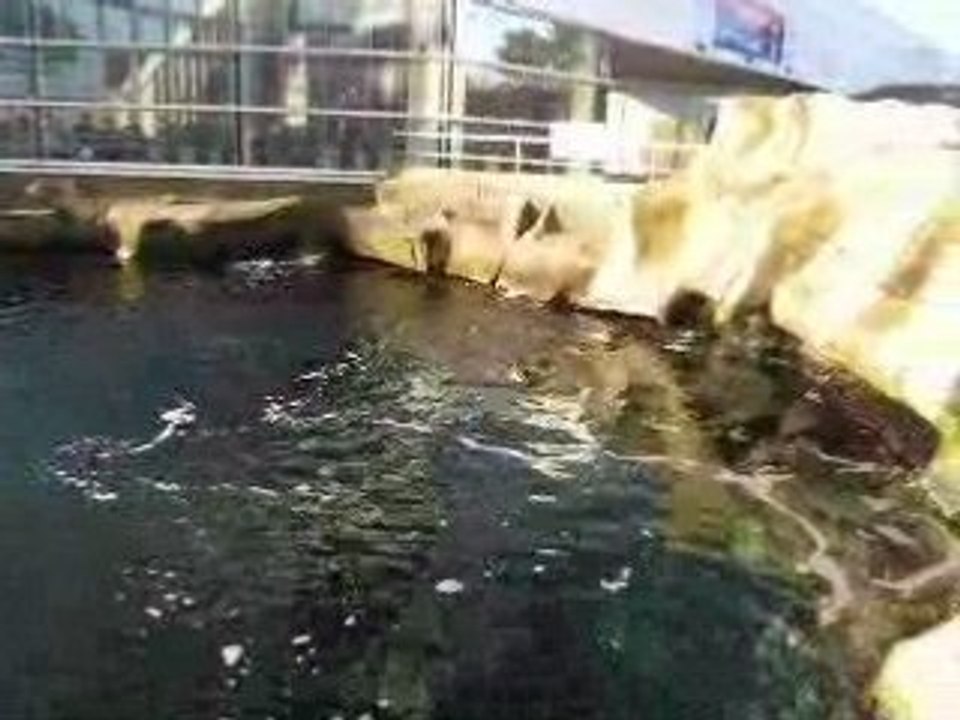 BREST 02/2007 OCEANOPOLIS PHOQUE