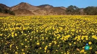 Grandes documentales - Reyes desaparecidos_ Los leones del Namib