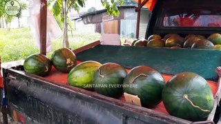 Fresh and sweet watermelons are sold in car roadside
