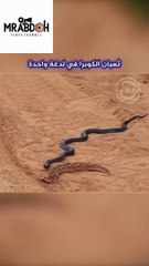 A huge snake devours the Great Snake.. Clash of monsters