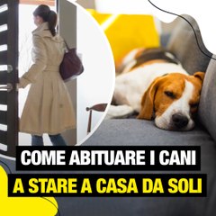 Come abituare i cani a stare a casa da soli