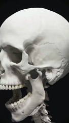 Muscle of Mastication -TMJ - An Overview