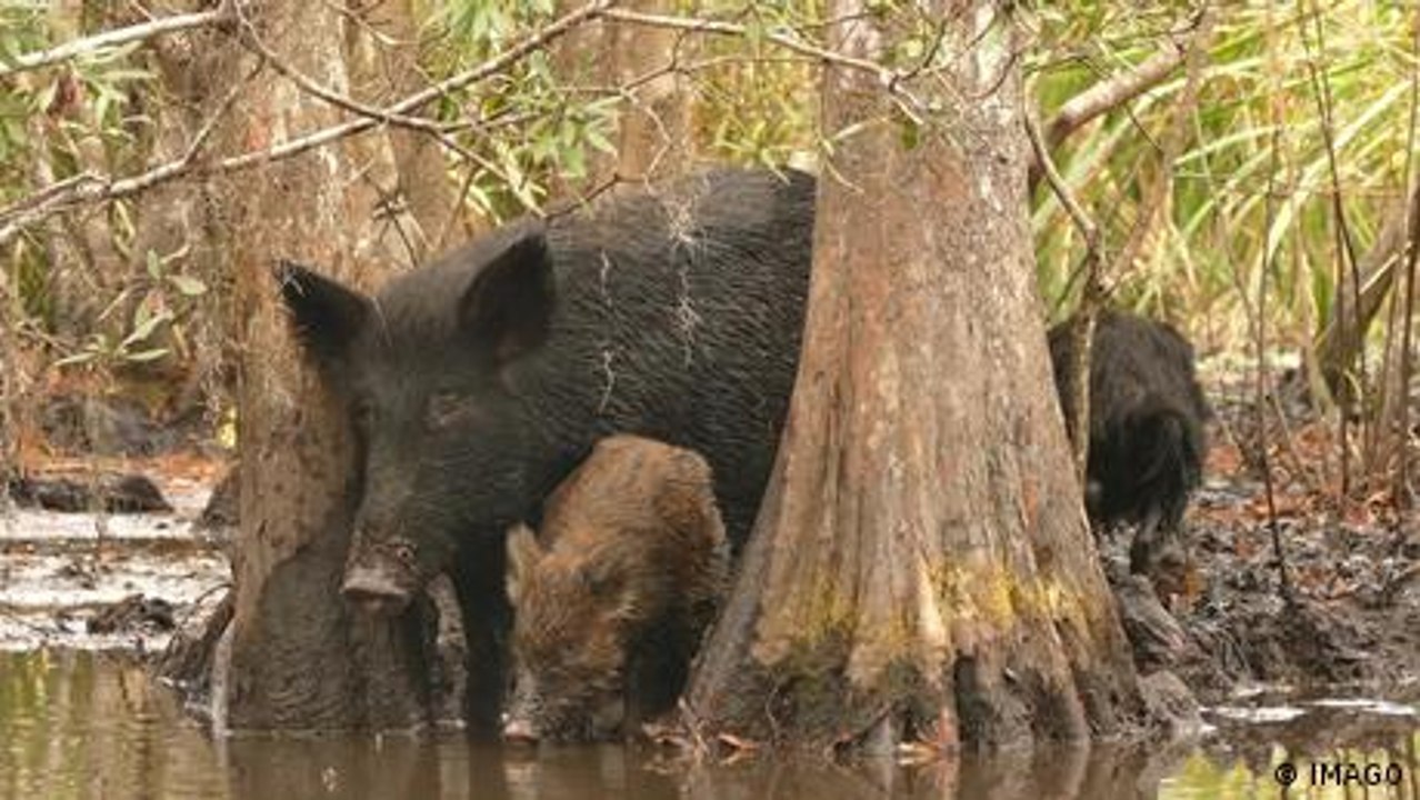 Invasive Arten: Töten, um die Umwelt zu schützen?