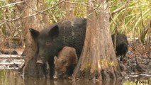 Invasive Arten: Töten, um die Umwelt zu schützen?