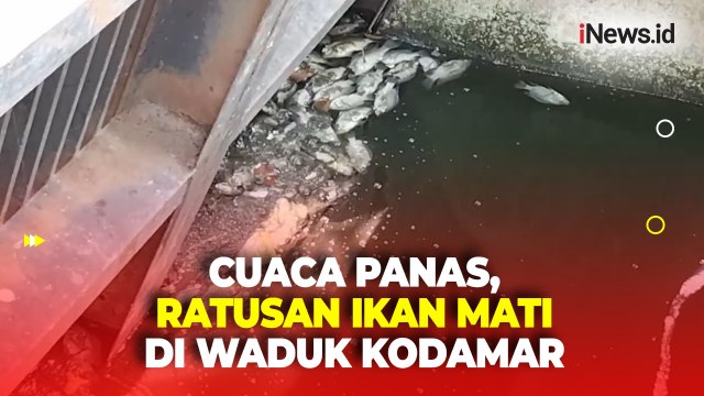 Cuaca Panas dan Limbah Buat Ratusan Ikan Mati Mendadak di Waduk Kodamar Kelapa Gading
