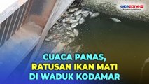 Ratusan Ikan Tiba-Tiba Mati di Waduk Kodamar Kelapa Gading, Diduga Dipicu Cuaca Panas