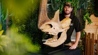 Exotic Zoo Prepares For Telford's First Fossil Festival!