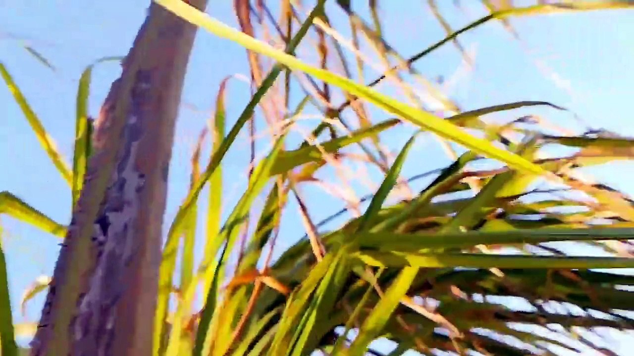 My first Vlog