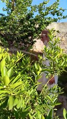 Beautiful Garden Flowers Water fall 