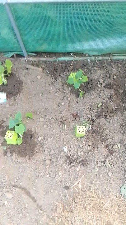 les nouvelles plantations