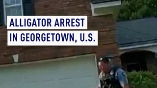 Alligator arrest in Georgetown U.S.