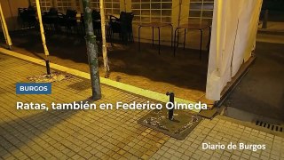 Vecinos denuncian la aparición de ratas en la calle Federico Olmeda