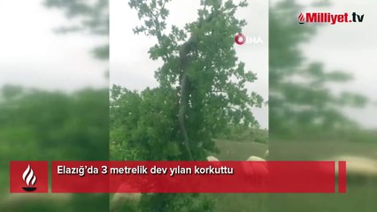 Elazığ’da 3 metrelik dev yılan korkuttu