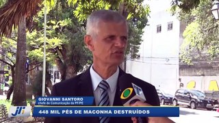 448 mil pés de maconha destruídos