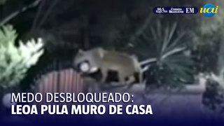 Leoa pula muro e ataca cão no Quênia