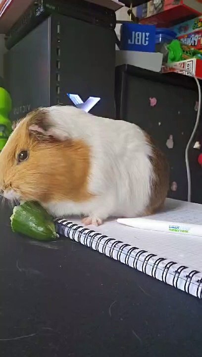 Curated visual reference: Picture Idea: A Working Guinea Pig
