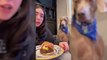A viral TikTok video shows a woman's dog hilariously reacting to being left alone with a burger, amassing millions of views.