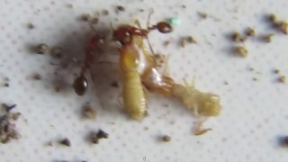 Ants vs Termite Mortal Enemies Living Together but with a Twist
