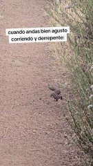 Comienzan a salir serpientes de cascabel en Tijuana