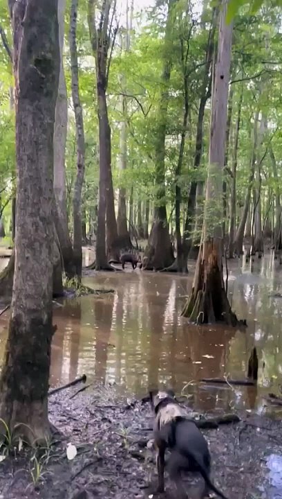 Hunting video