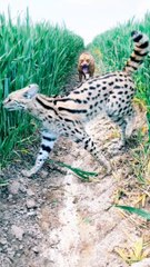 Dog was afraid of Cat | Cat vs dog