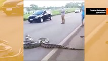 Vaikuttava video: valtava käärme pysäyttää liikenteen ylittäessään valtatien.