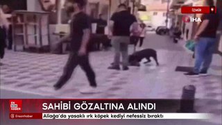 İzmir'de yasaklı ırk köpek kediyi nefessiz bıraktı