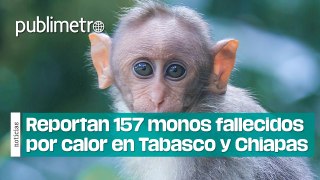 Semarnat reporta 157 monos fallecidos por calor en Tabasco y Chiapas