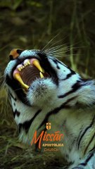 @MISSÃO APOSTÓLICA CHURCH