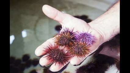 Audio intervista a Piero Addis