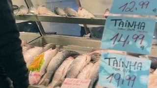 Tainhas a partir de R$ 13 o kg nos mercados do peixe de Itajaí