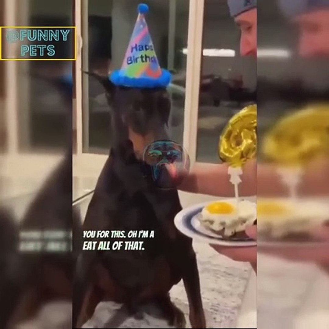 ⁣Funny Pets videos memes