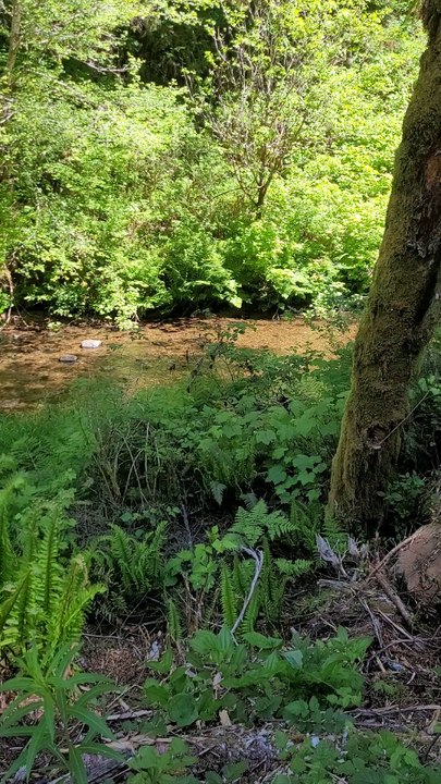 Sweet Creek, Oregon