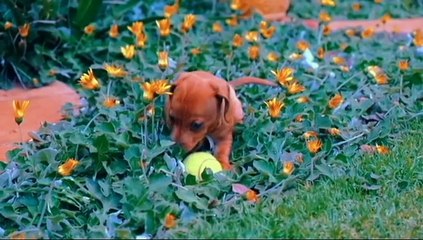 EL PERRO DEL INFIERNO