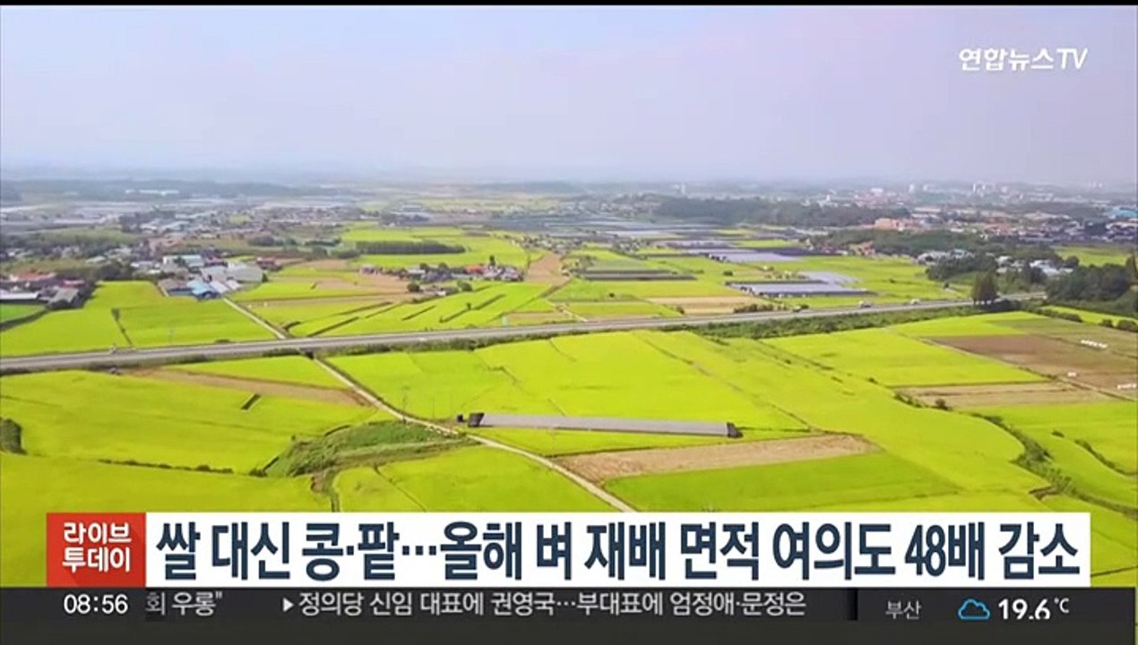 쌀 대신 콩·팥…올해 벼 재배 면적 '여의도 48배 규모' 감소
